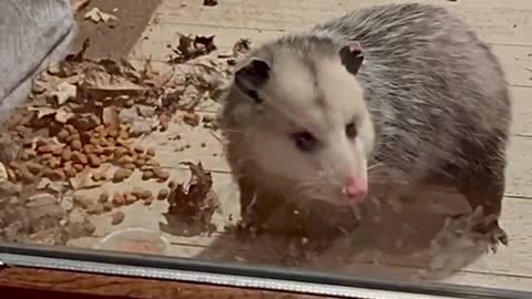 Blossom eating fruit!