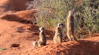 Meerkats Of The Kalahari