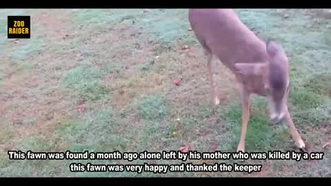 Baby Deer Reunited With His Rescuer And Saying Thank You
