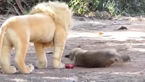 Funny animals video 🤣