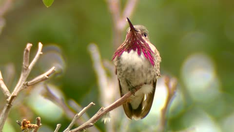 Anna's humming bird