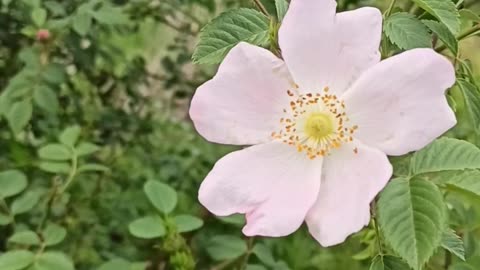 Wild roses for tea