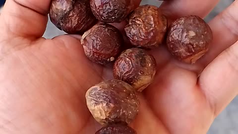 Soapnut