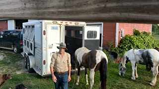 Trailer loading and unloading 3 horses - 21 July 2023
