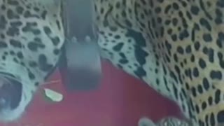 Jaguar cubs and mother released back into Argentinian wetlands