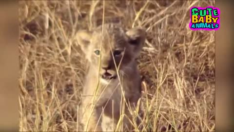 Cutest Lion Cubs Roar Telling That He is a King - Baby Lion Roaring