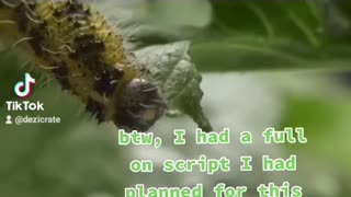 Disgusting Truth about Parasitic Wasps