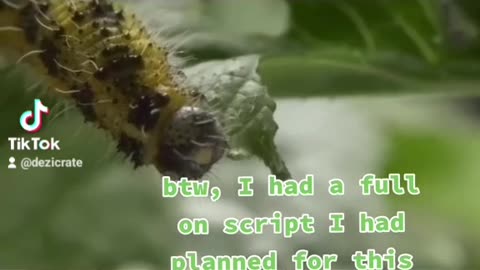 Disgusting Truth about Parasitic Wasps