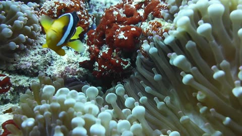 Maldives Clownfish 2