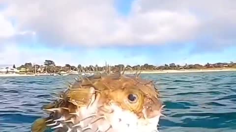 amazing puffer fish.