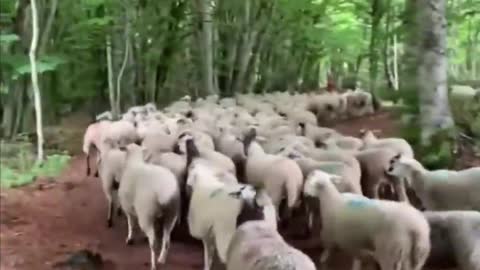 Unlock the new experience of sheep herding