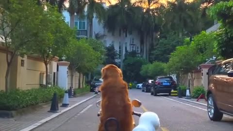 dog riding a motorcycle in the park