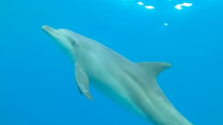 Poem about a dolphin