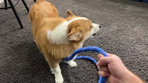 Dog Shows Off His Favorite Toys!