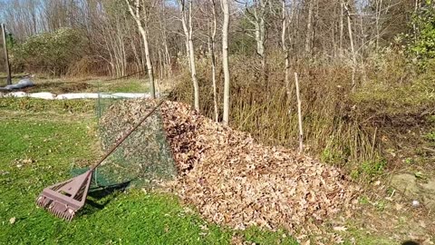 VC Gardens - Leaf Mulch/Mold Pile!