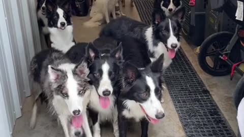 World Record Doggy Door Manners