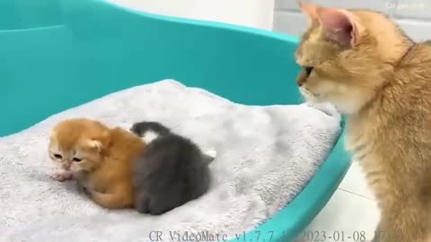 Mom cat forgets about kittens when she meets dad cat