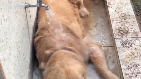 Funny Animal Videos. It's too HOT outside.