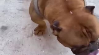 Funny animal video