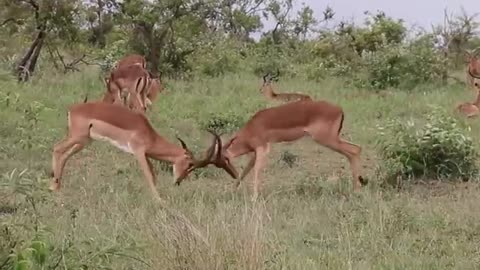 Impala rams faiting