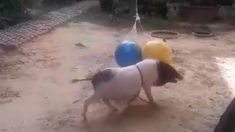 A pig is playing balloons 🐖