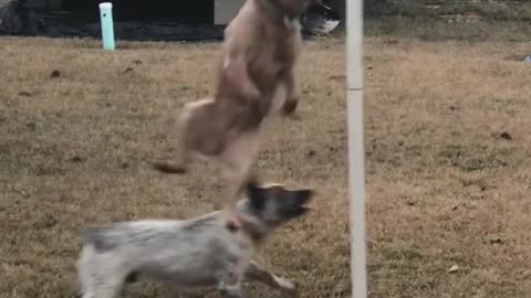 Dogs Play With Tetherball