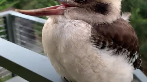 cutest baby kookaburra have you ever seen this