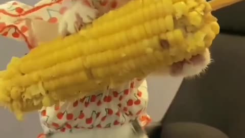 Corn eating