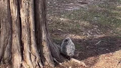 Couple Rescues a Baby Owl That Had Fallen out of its Hollow