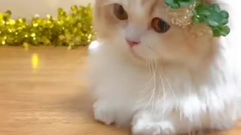 Cat Funny Video By Baby