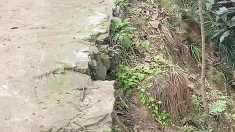 Cat climbing down tree in front of dog.