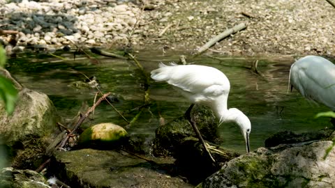 Heron Little Egret Bird Bach Stones Water