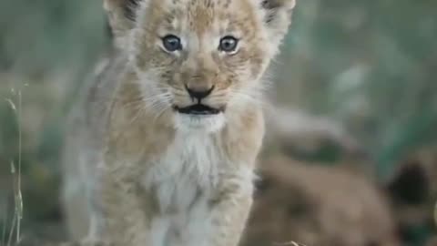 lion's baby walking in his attitude