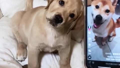 Turn up the volume and play the sound for your dog and see what happen