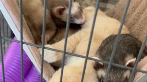Ferrets and Kitten Enjoy Cuddle Time in Pet Hammock