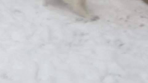 Puppy experiences snow for the first time
