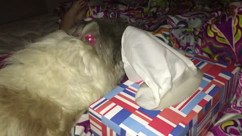 Dog steals tissues right from the box