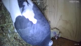 Flock it Farm: Pigeon nest camera