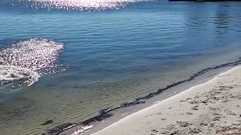 English Labrador Retriever with a Long 34-Foot Jump