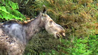 Roadside Moose