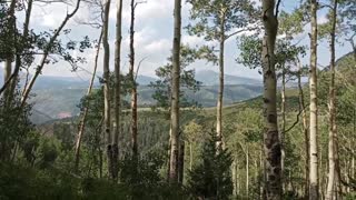 Dog walk Uncompahgre National Forest