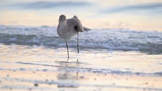 A Willet on the Beach