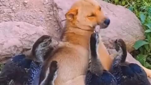 Friendly Dog with Ducks