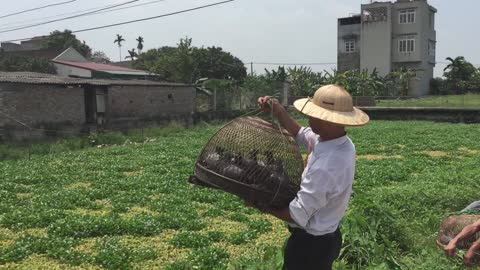 Vietnamese traditional game - Releasing pigeons (Tha chim)