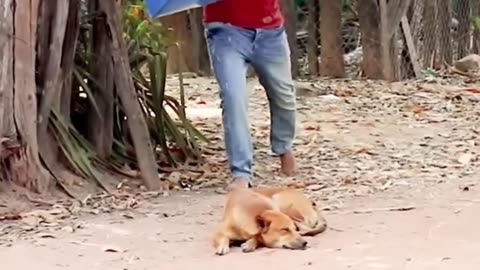 Troll Prank Dog Funny & fake Lion and Fake Tiger Prank To dog & Huge Box Prank to dog 4_720p