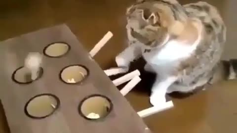 cats viral funny video 😂😂