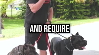 Cane Corso vs Presa Canario: Which Dog Is Right for You?