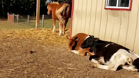 Animals Barn in a Apple Farm Ontario