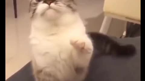 Cat Comedy Video Cat Funny video Part30 #CatShort #CatVideo