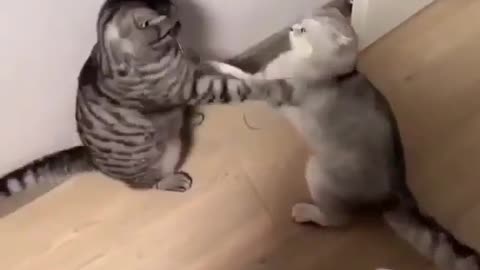 Funny Cat To each other